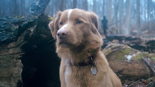 who's a good boy_thumb.jpg